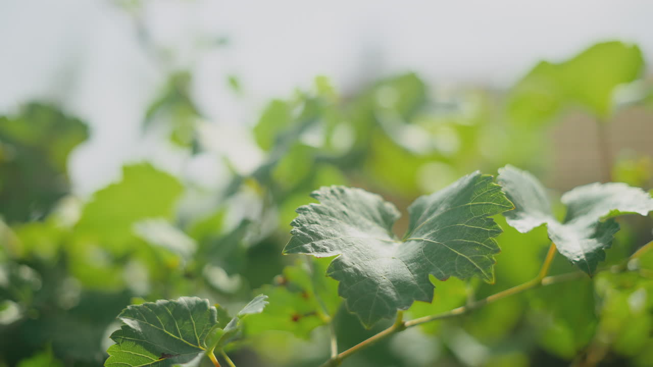 Closeup of Fresh Grape Leaves