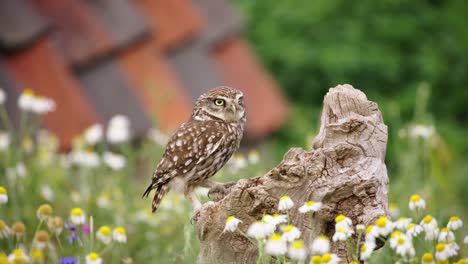 kleine eule steenuil landet auf einem holzstumpf in einer wiese mit wildblumen