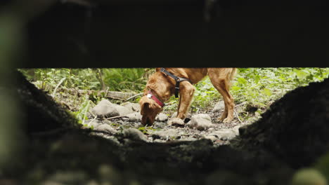 un cachorro de golden retriever olfateando un pequeño arroyo bajo un puente peatonal