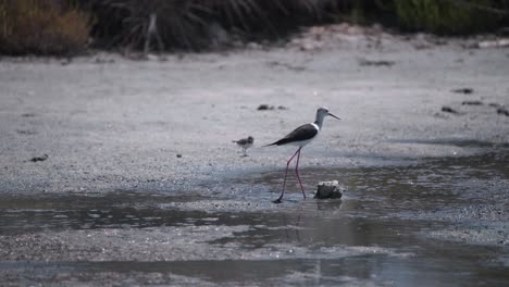 Black-winged-stilt-adult-striding-on-gravel-shore-near-fluffy-nestling