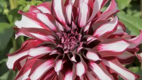 fotografía de cerca de una dahlia roja y blanca en plena floración, que muestra intrincados patrones de pétalos