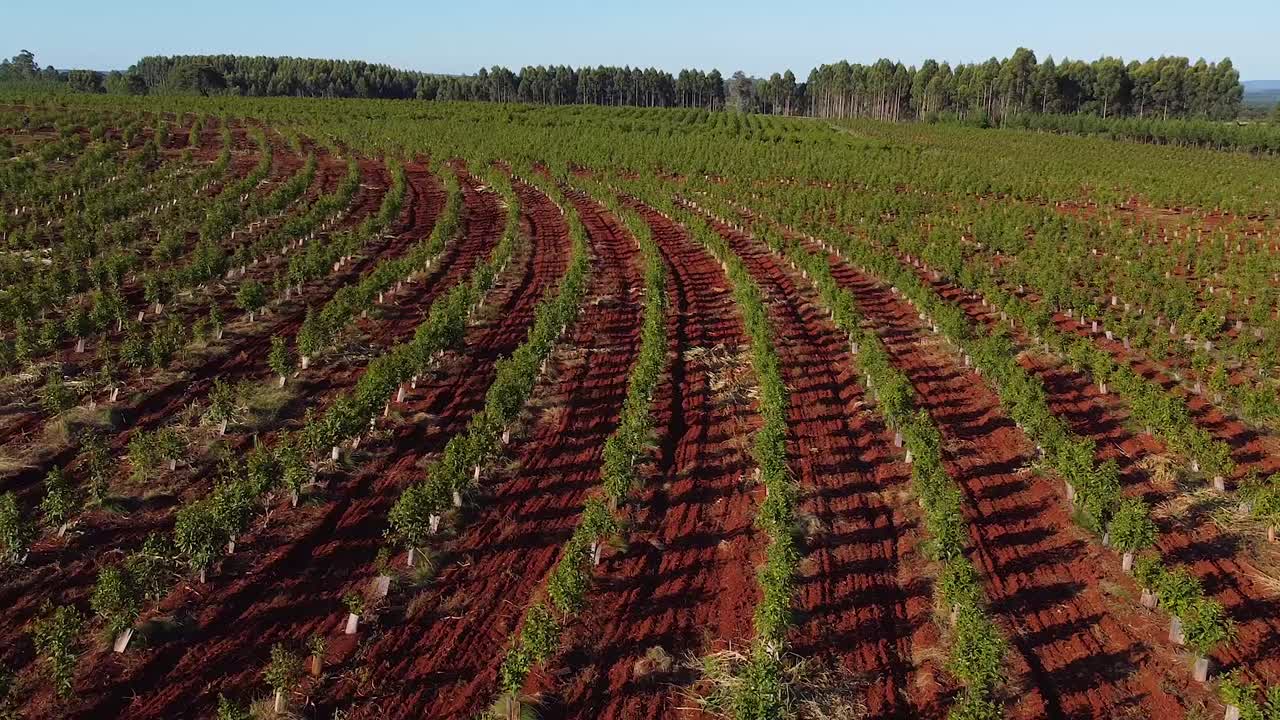 visita aérea de las plantaciones jóvenes de yerba mate, bebida tradicional de argentina