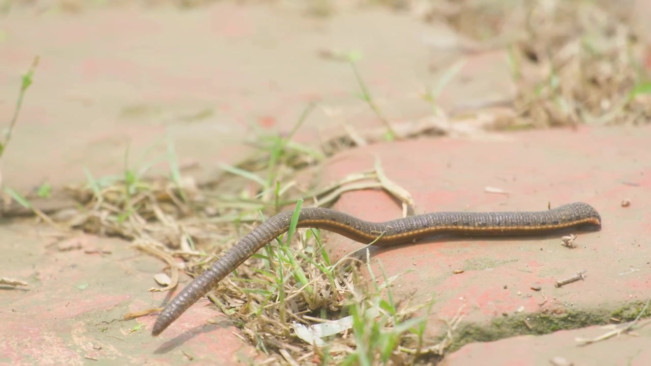 Una sanguisuga scura striscia lentamente su una pavimentazione in mattoni umida e muschiosa, circondata da erba sul terreno in un ambiente di villaggio rurale umido durante la stagione dei monsoni, Bangladesh