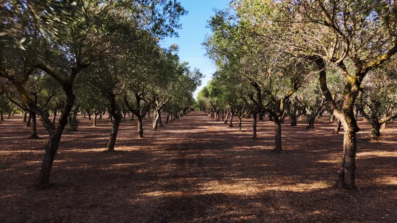 Beautiful olive trees on sunny day, low angle flying backward