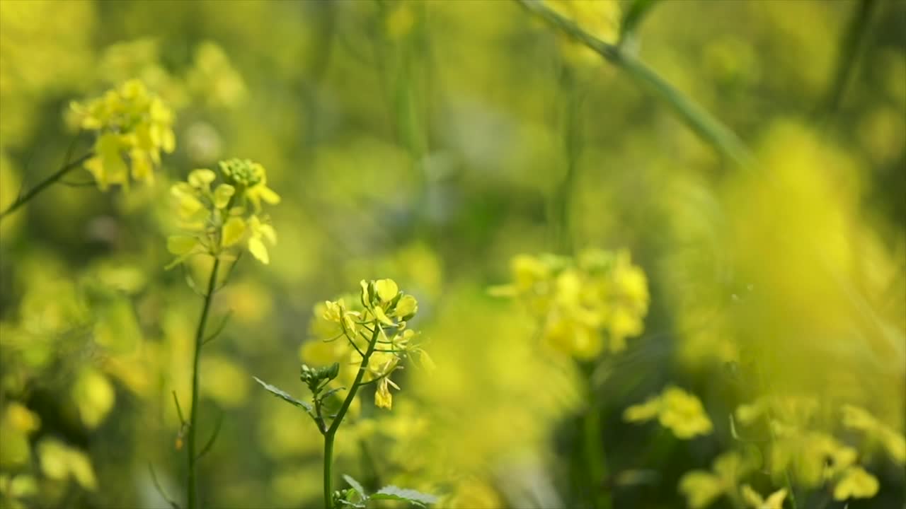 Mustard flowers. Mustard &ndash; mystical flower of happiness and health.