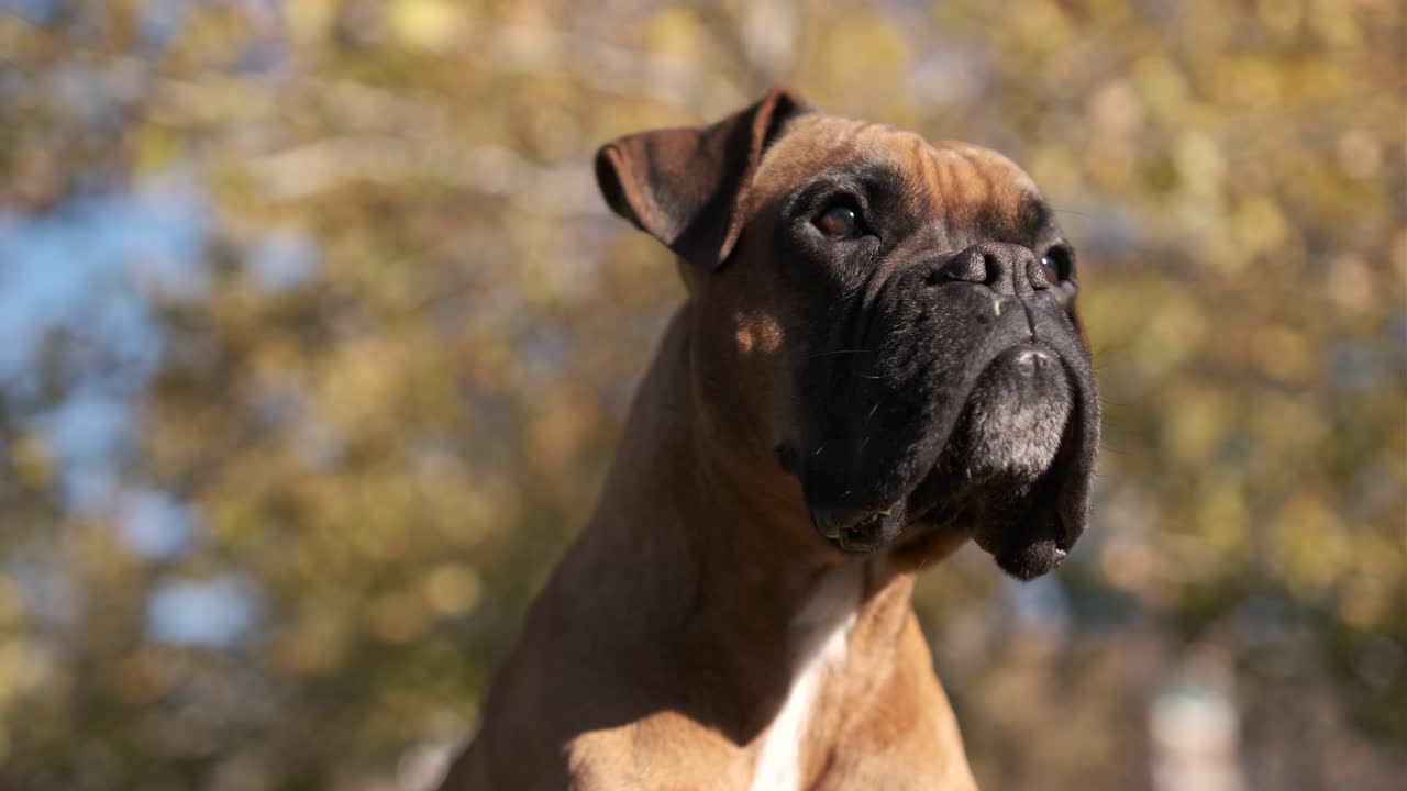 vista de cerca de un adorable perro boxeador mirando a su alrededor mientras está de pie al aire libre en un parque