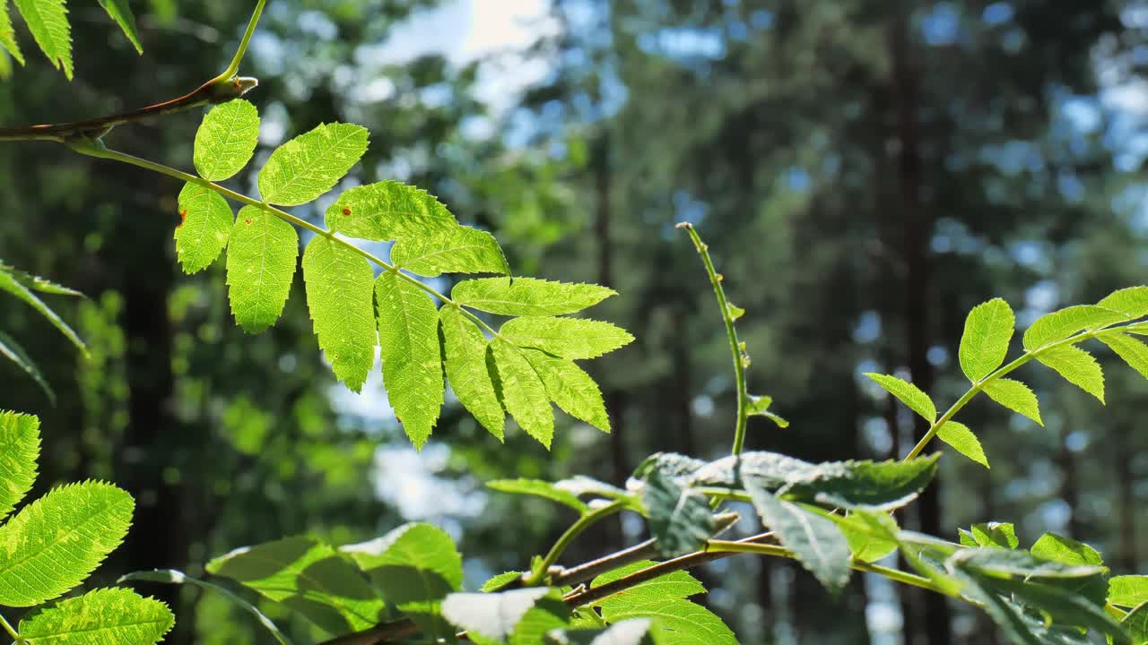 TitleRowan Tree Leaves on a Branch Waving in the Wind
