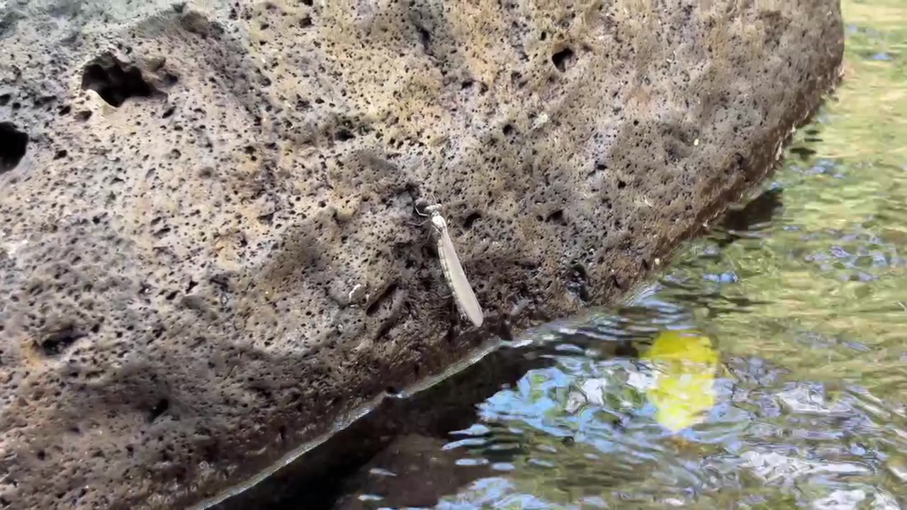 Libellula posata su una roccia vulcanica accanto a un ruscello che scorre