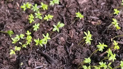 looking down over fresh new seedling collection growing in rich organic gardening compost