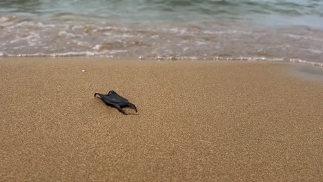 Black-shark-egg-case-on-sandy-beach-with-waves-breaking-on-shore