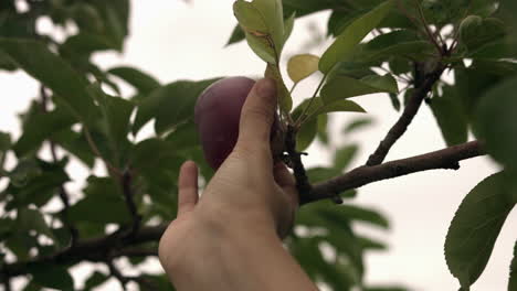 primer plano de un adulto caucásico recogiendo a mano un manzano maduro y saludable en el jardín