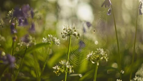 delicate spiderweb among spring flowers