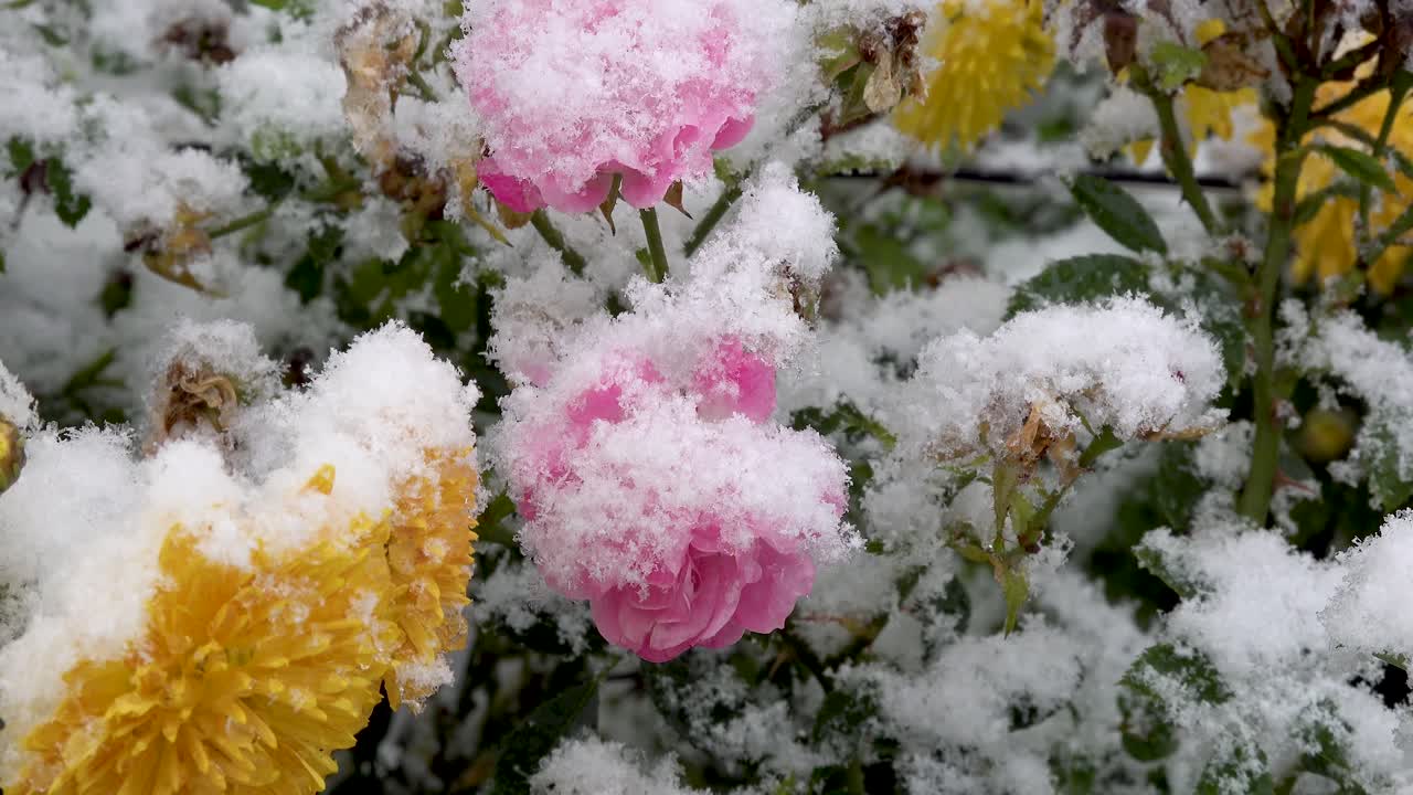 fiori rosa e gialli coperti di neve che cade