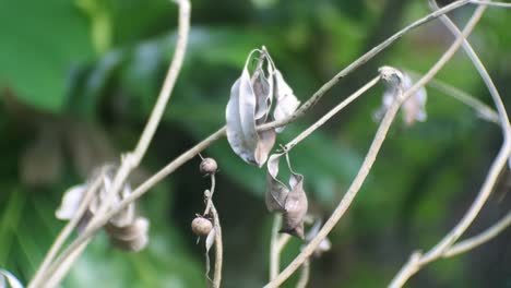사포딜라 나무의 마른 잎, 팬 싹, 물 가뭄으로 인한 식물의 탈수