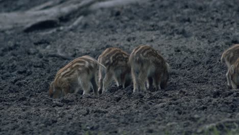 cute small wild bore piglets searching digging food in mud in evening dusk low light