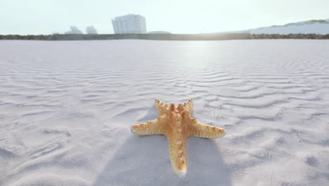 starfish-on-the-sity-beach