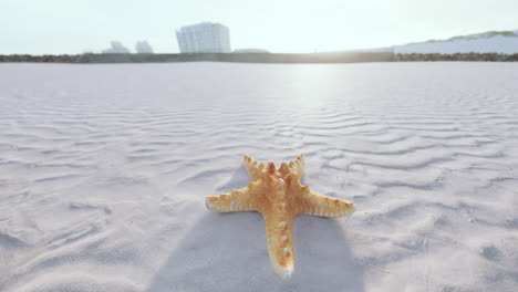starfish on the sity beach