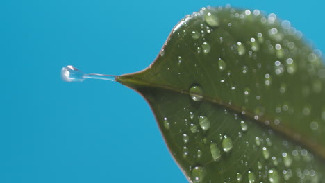 vertical de gotas de agua que gotean de las hojas verdes sobre el fondo azul