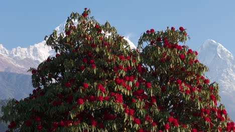 Atemberaubende-Drohnenaufnahme-Des-Roten-Rhododendrons,-Nepals-Nationalblume,-Der-Mit-Den-Annapurna--Und-Machhapuchhre-Bergketten-Aus-Dem-Dorf-Ghandruk-In-Pokhara-Blüht