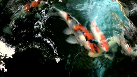 koi, fancy carp are swimming in above