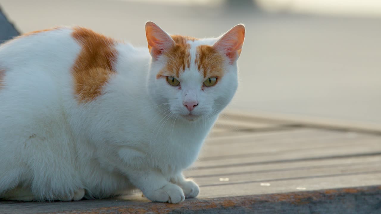 Calm ginger and white cat sits alertly on wooden deck in soft natural daylight