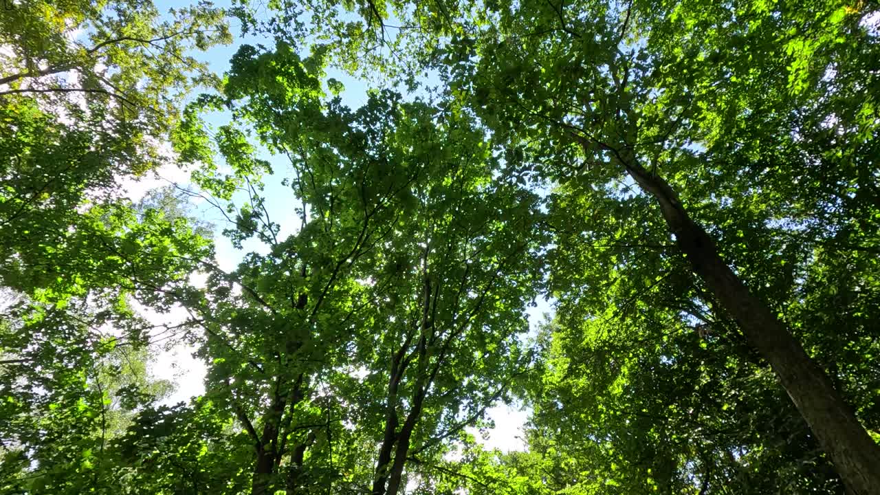 Upward view of lush green leaves and tree branches in a public park, with sunlight streaming through the foliage. Gentle camera movement, natural daylight