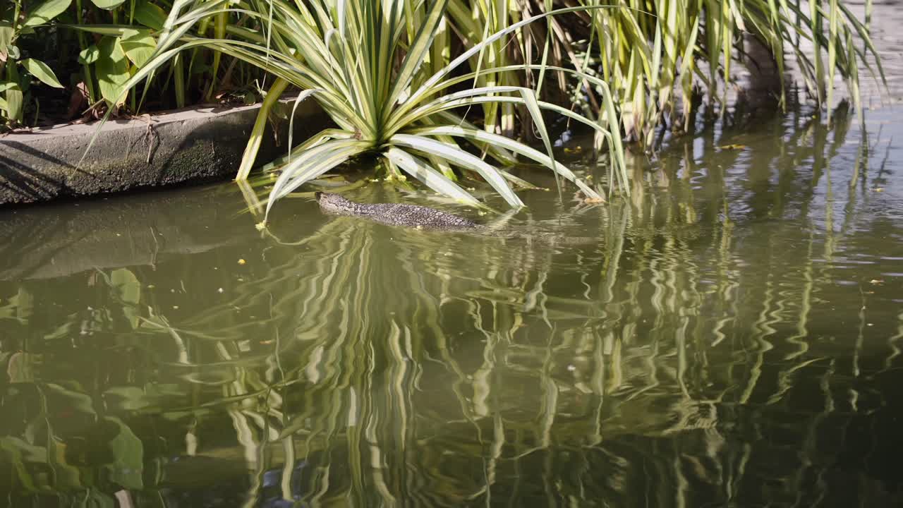 Water Monitor Lizard Swimming in a Green Pond