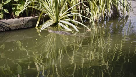 water monitor lizard swimming in a green pond