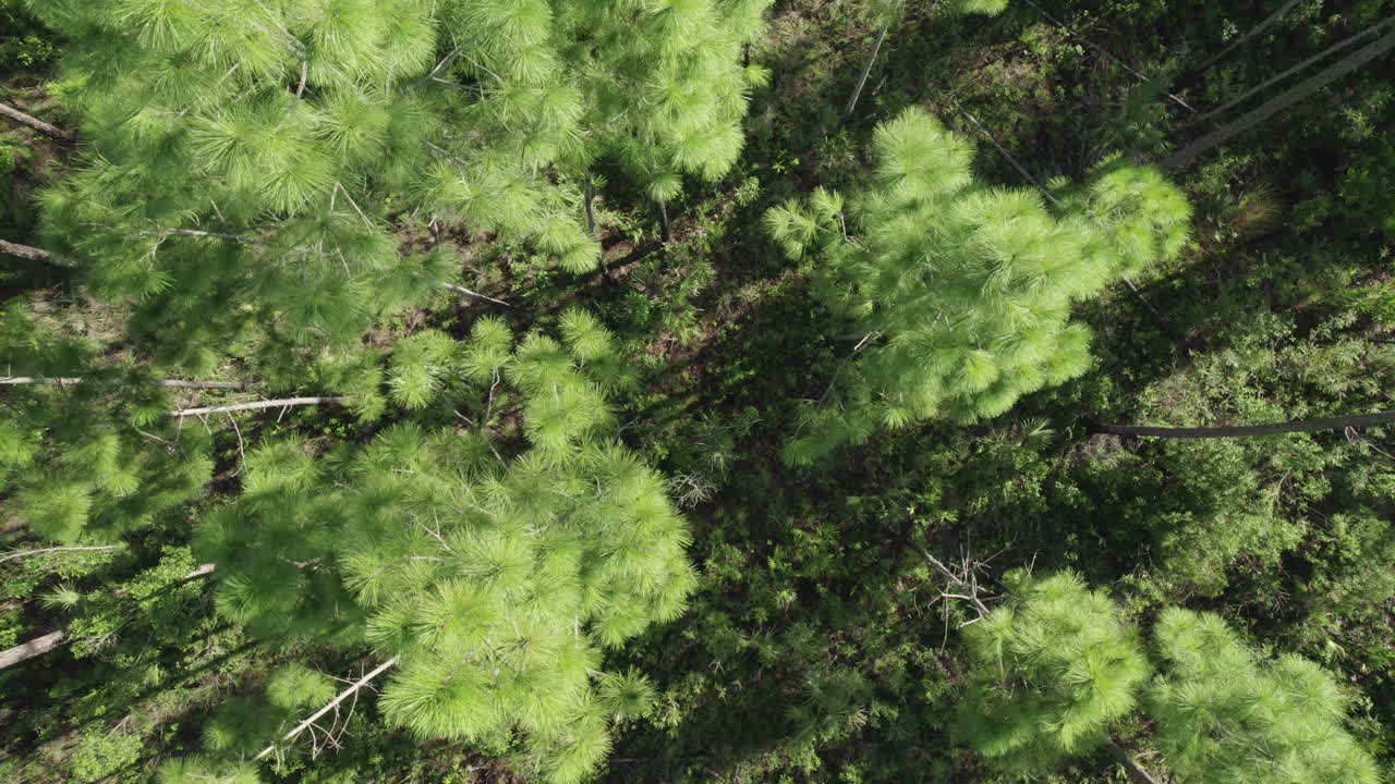 Pine Rockland Top Down Aerial