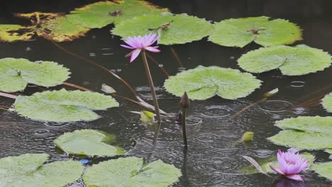 Schöne-Lila-Blumen-In-Einem-Stillen-Teich-Mit-Seerosen-Im-Regen