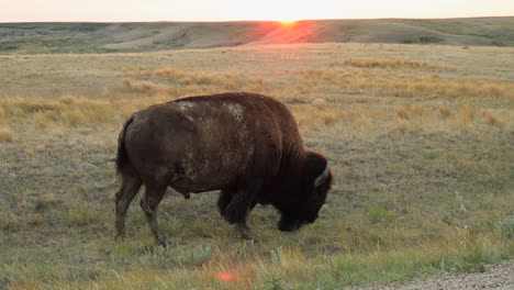 bisonte americano en exuberantes montañas del parque nacional de pastizales durante la puesta de sol en saskatchewan, canadá