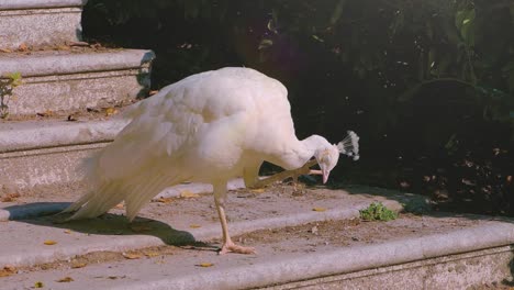 Weißer-Albino-Pfau,-Der-Auf-Einer-Steintreppe-Steht-Und-In-Die-Kamera-Schaut-Und-Sich-Kratzt