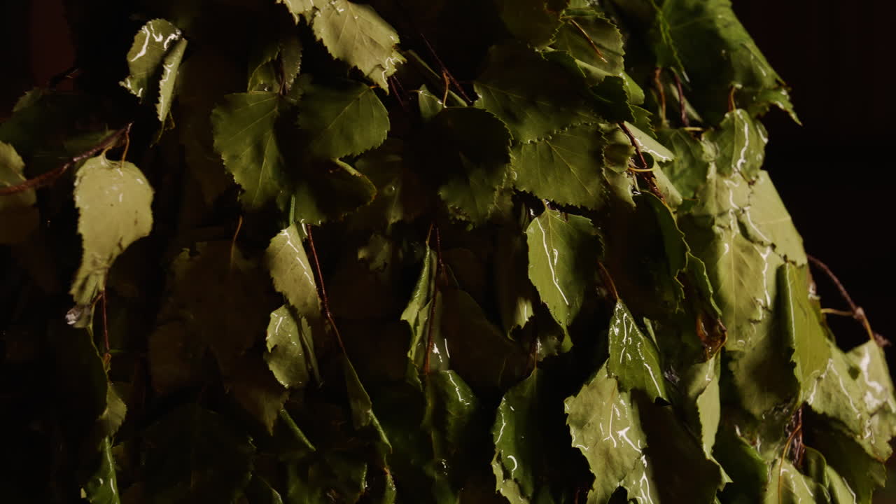 Birch Broom in a Sauna/Banya