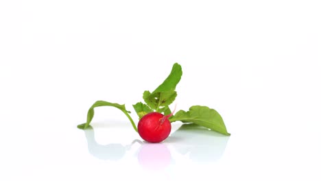 endless loop of a fresh radish rotating on a white background. side view.