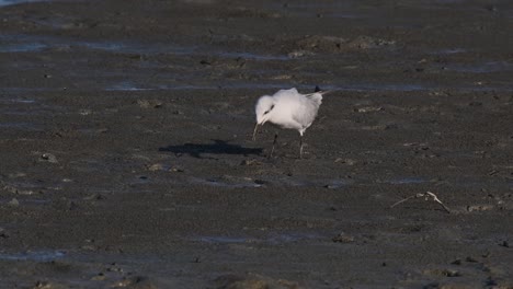 Schnurrbartseeschwalbe,-Die-Sich-Von-Einer-Krabbe,-Chlidonias-Hybrida,-Ernährt