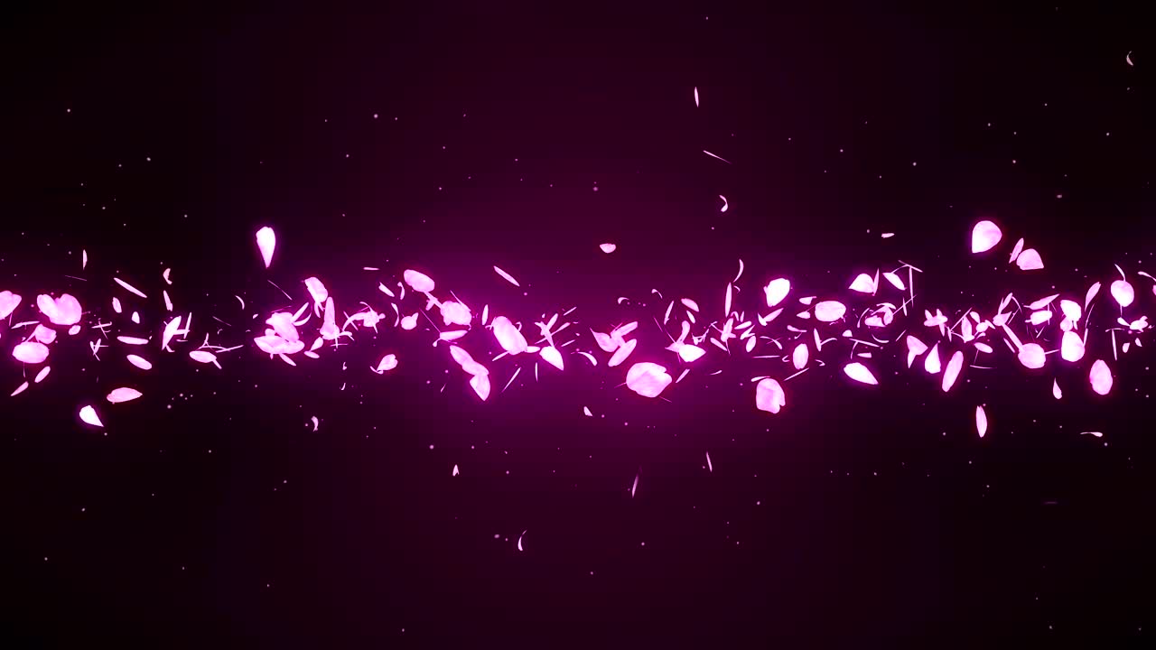장미색 배경에 떨어지는 체리 꽃 잎, 루프 글리터 애니메이션