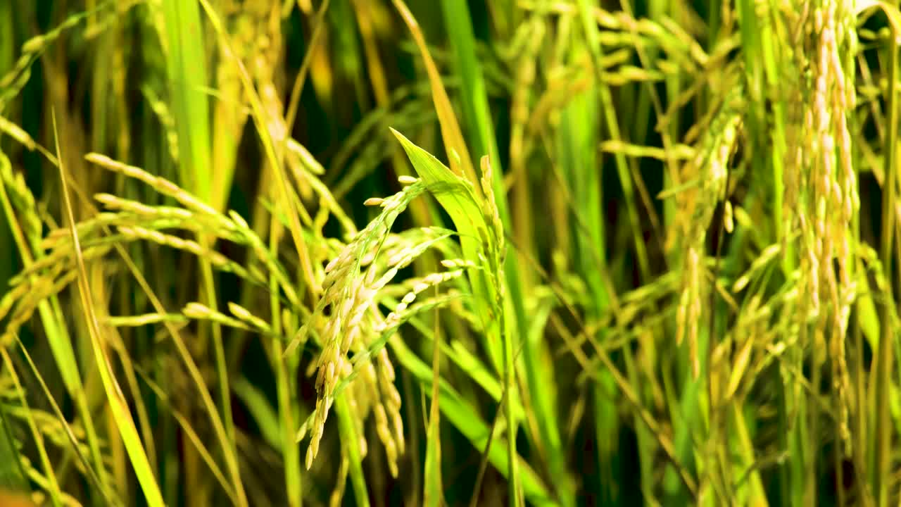 일반적 인 저녁 갈색 나비 는  에 있는  곡물 위 에 서 있다