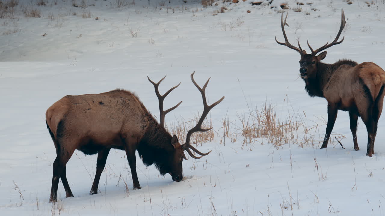 Bull Elk buck winter Colorado Yellowstone National Park Montana Wyoming Idaho wildlife animals sunset winter eating grass open snowy meadow herd of males deer Denver frontrange backcountry buck hunter