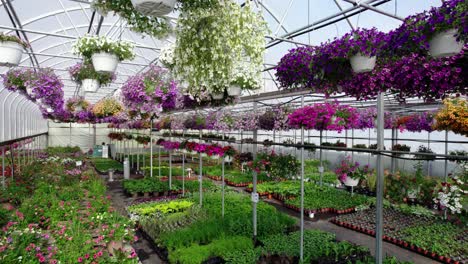 Yellow-Petunias-to-Full-Greenhouse-Bursting-with-Various-Colorful-Plants-in-Spring-Drone-Reveal