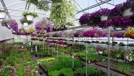 petunias amarillas a un invernadero lleno de varias plantas de colores en la primavera revelan el dron