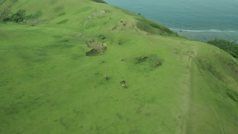 a drone shot of cows in batanes