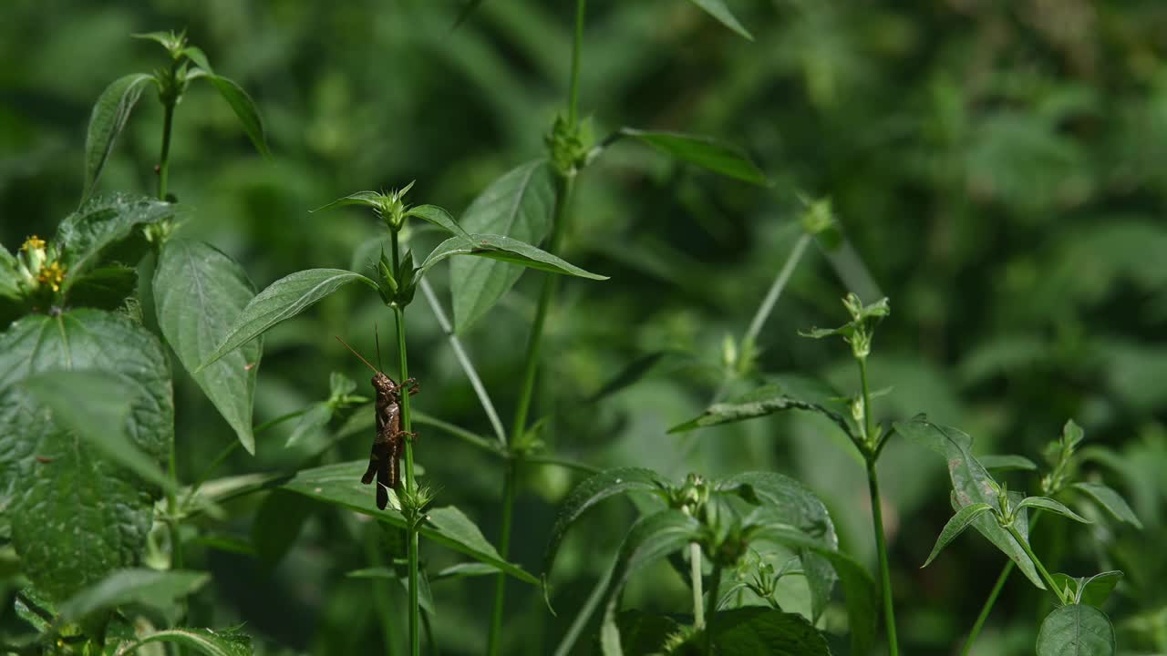 saltamontes debajo de las hojas mientras las piernas se envuelven alrededor del tallo de la planta, parque nacional kaeng krachan, tailandia