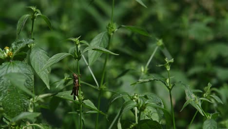 Grasshopper-under-leaves-while-legs-wrapped-around-the-stem-of-the-plant,-Kaeng-Krachan-National-Park,-Thailand