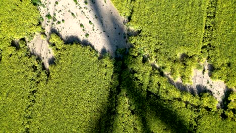 View-of-wind-turbine-blade-shadows-on-a-rapeseed-field,-renewable-energy-sources