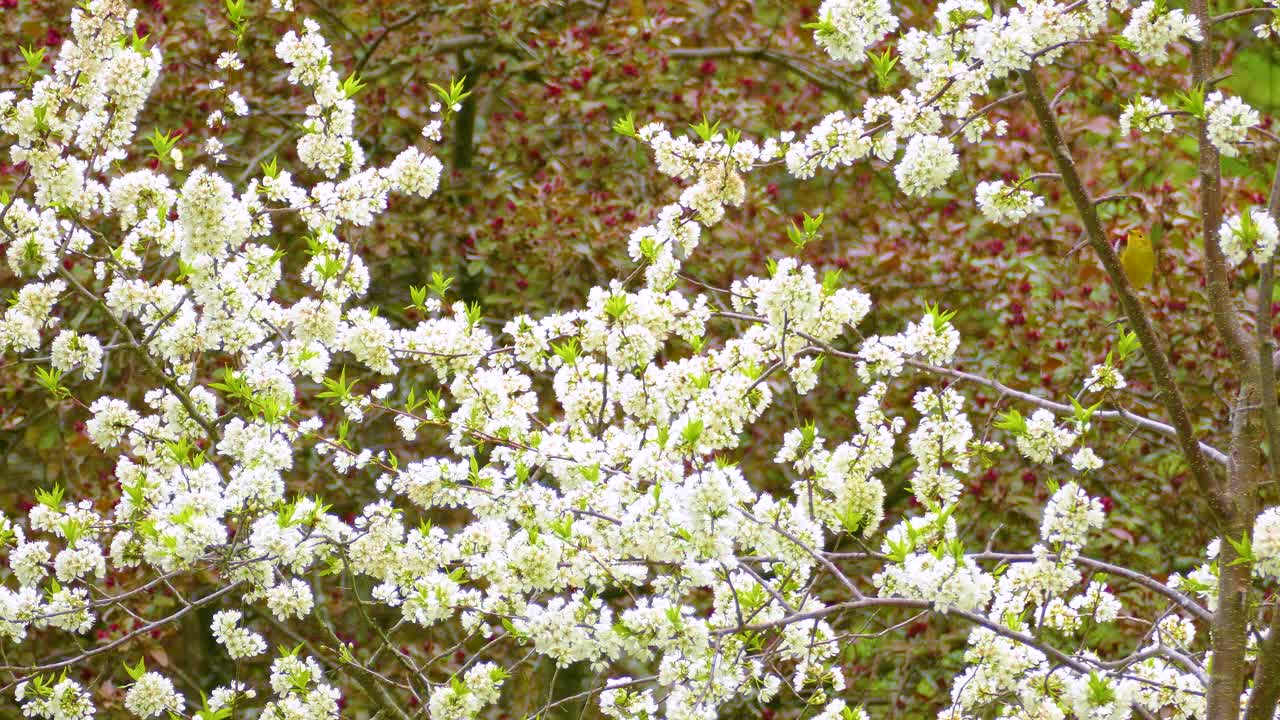 A yellow warbler nerviously hopping from branch to branch among blooming white spring flowers in a lush, green forest setting