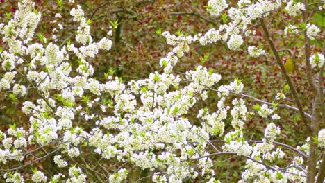 a yellow warbler nerviously hopping from branch to branch among blooming white spring flowers in a lush, green forest setting