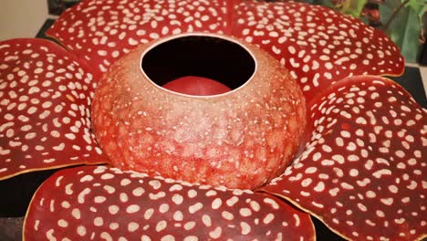 detailed view of the rafflesia flower model, highlighting its unique spotted petals and central structure.