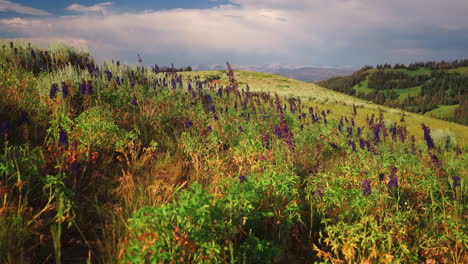 field of wildflowers in scenic mountain - wide shot
