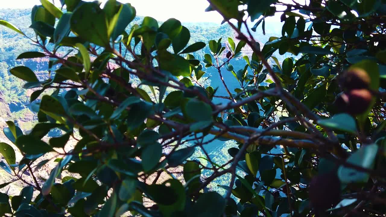 hd 하와이 카우아이 슬로우 모션 붐은 녹지 뒤에서 녹지까지 오른쪽 프레임에서 멀리 떨어져 있는 폭포가 있는 와이메아 캐년을 나타냅니다.