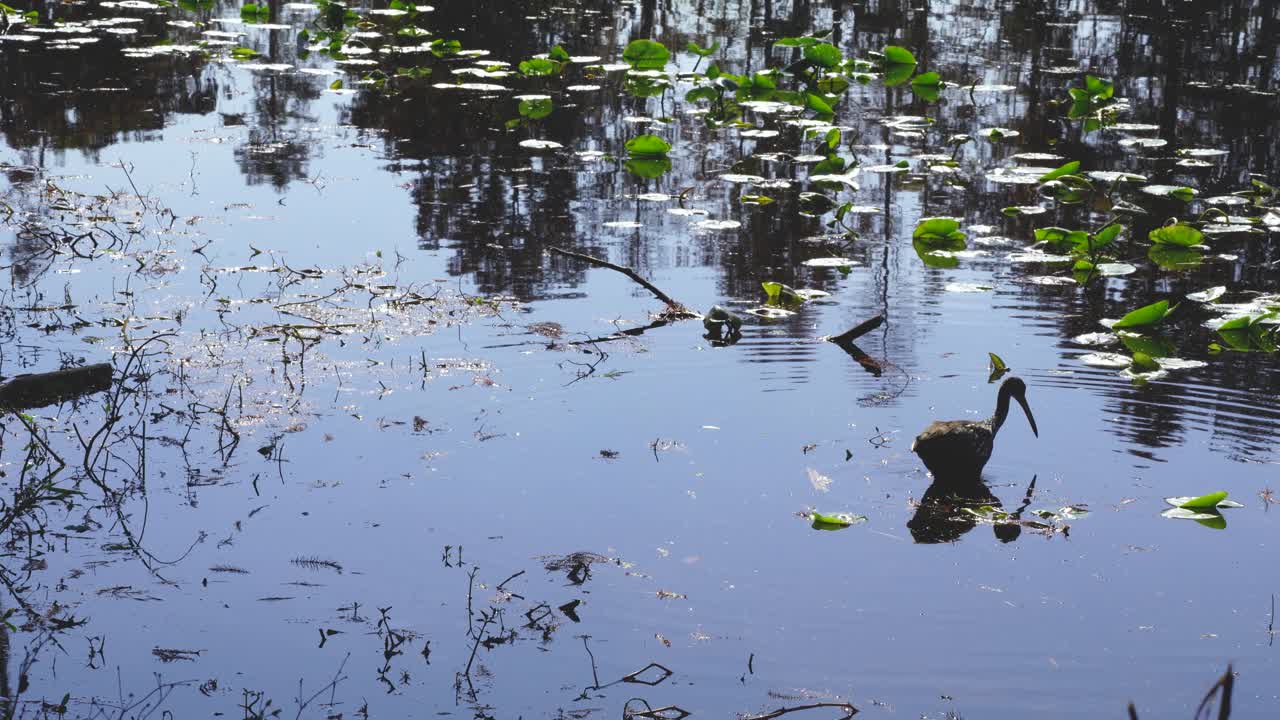 A limpkin wades through shallow water, foraging among lily pads on a sunny afternoon. Calm wetland scenery showcases Florida's wildlife behavior and natural habitats